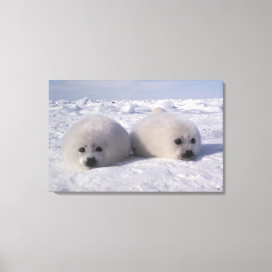Harp seal (Phoca groenlandica) Harp seal pups Canvas Print