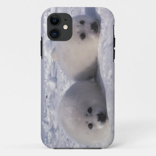 Harp seal (Phoca groenlandica) Harp seal pups Case-Mate iPhone Case