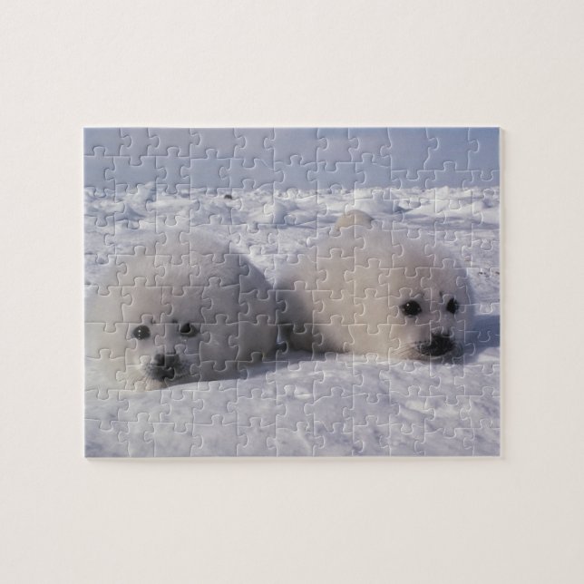 Harp seal (Phoca groenlandica) Harp seal pups Jigsaw Puzzle (Horizontal)