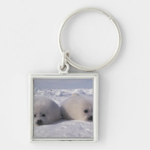 Harp seal (Phoca groenlandica) Harp seal pups Key Ring