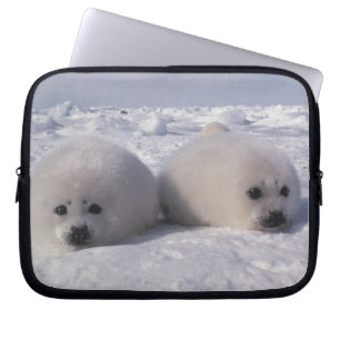 Harp seal (Phoca groenlandica) Harp seal pups Laptop Sleeve
