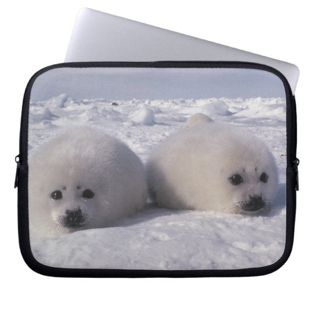 Harp seal (Phoca groenlandica) Harp seal pups Laptop Sleeve (Front)