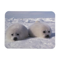 Harp seal (Phoca groenlandica) Harp seal pups