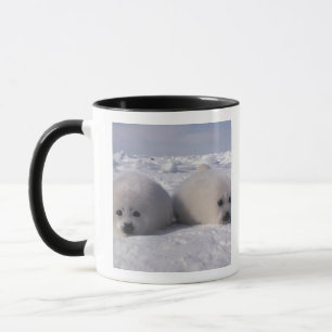 Harp seal (Phoca groenlandica) Harp seal pups Mug
