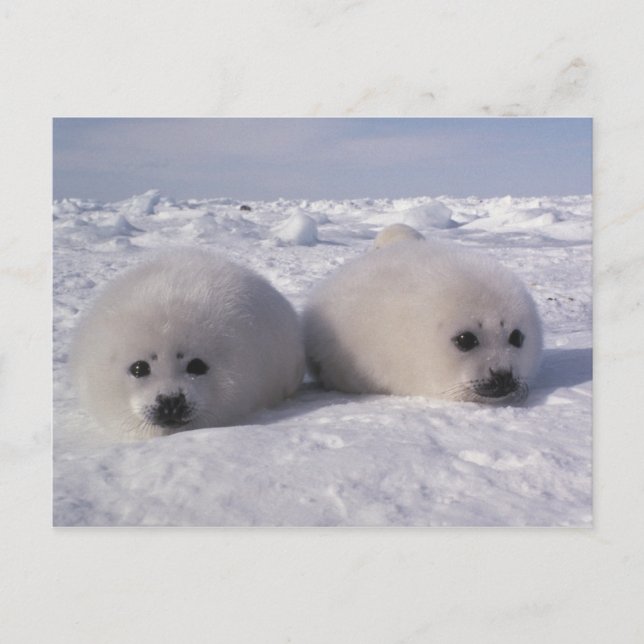 Harp seal (Phoca groenlandica) Harp seal pups Postcard (Front)