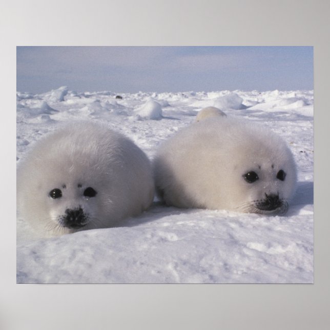 Harp seal (Phoca groenlandica) Harp seal pups Poster (Front)