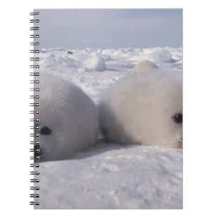 Harp seal (Phoca groenlandica) Harp seal pups Spiral Notebook