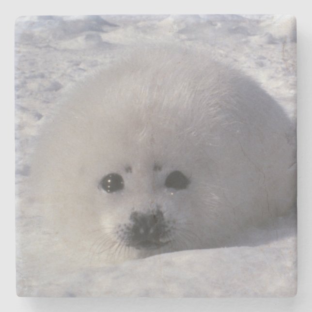 Harp seal (Phoca groenlandica) Harp seal pups Stone Coaster (Front)