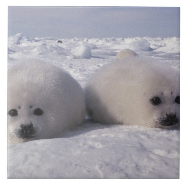 Harp seal (Phoca groenlandica) Harp seal pups Tile (Front)