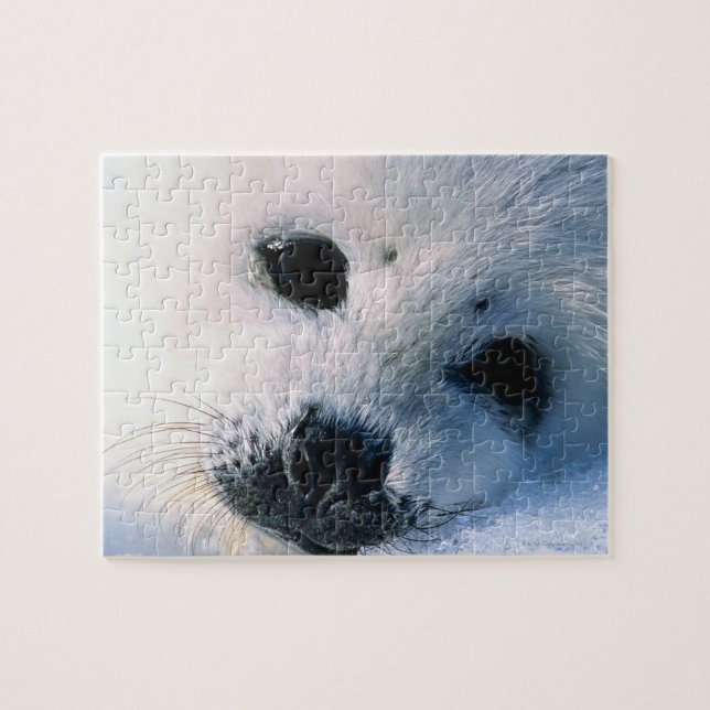 Harp seal pup 2 jigsaw puzzle (Horizontal)