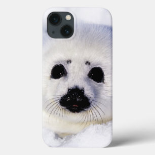 Harp seal pup ice Gulf of St. Lawrence, iPhone 13 Case