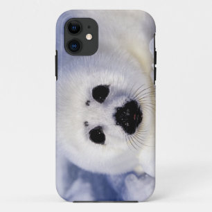 Harp seal pup ice Gulf of St. Lawrence, iPhone 11 Case