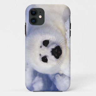Harp seal pup ice Gulf of St. Lawrence, Case-Mate iPhone Case