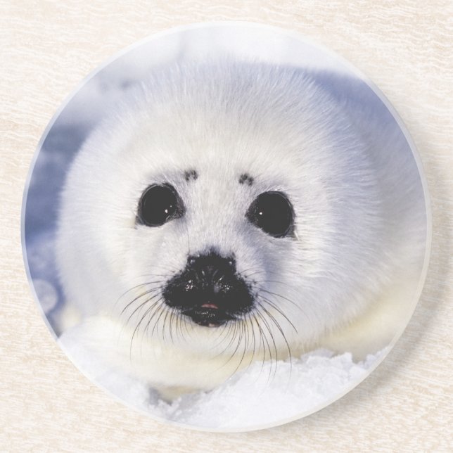 Harp seal pup ice Gulf of St. Lawrence, Coaster (Front)