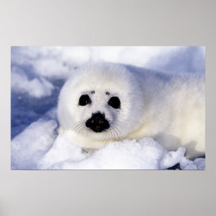 Harp seal pup ice Gulf of St. Lawrence, Poster