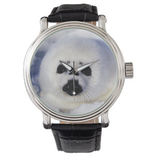 Harp seal pup ice Gulf of St. Lawrence, Watch