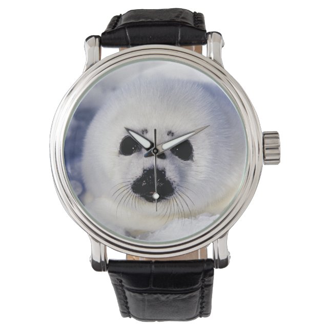 Harp seal pup ice Gulf of St. Lawrence, Watch (Front)