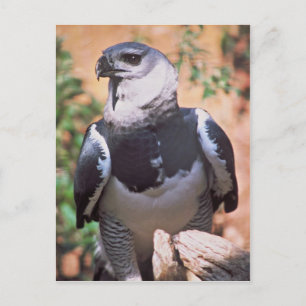 Harpey Eagle Postcard