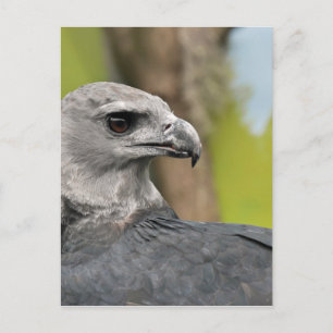 Harpy Eagle 1.JPG Postcard