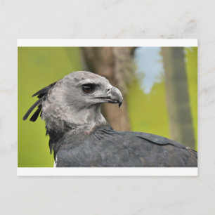 Harpy Eagle 1.JPG Postcard