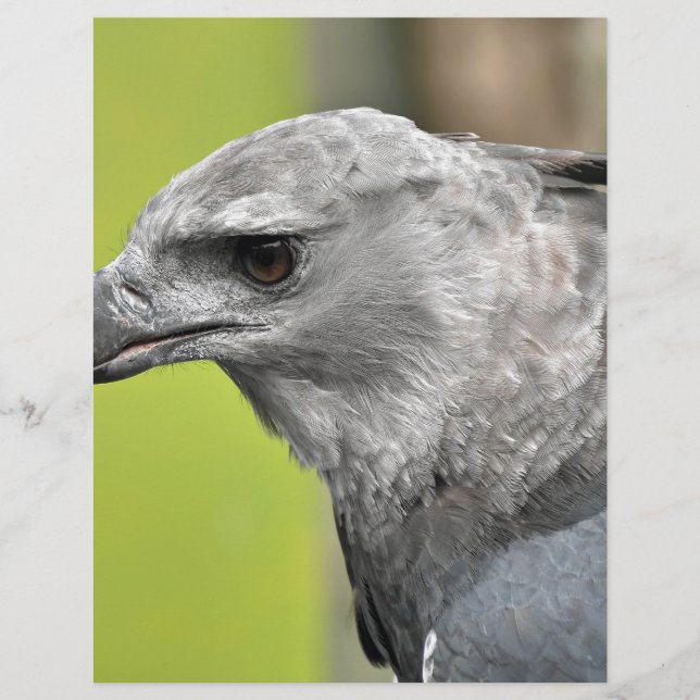 Harpy Eagle 2.JPG (Front)