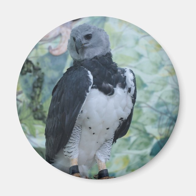 Harpy Eagle Captive Magnet (Front)