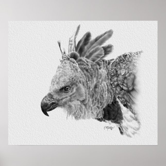Harpy Eagle Drawing Poster (Front)