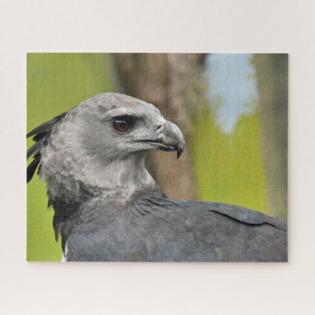 Harpy Eagle Jigsaw Puzzle (Horizontal)