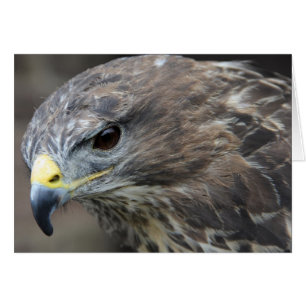 Harris Hawk