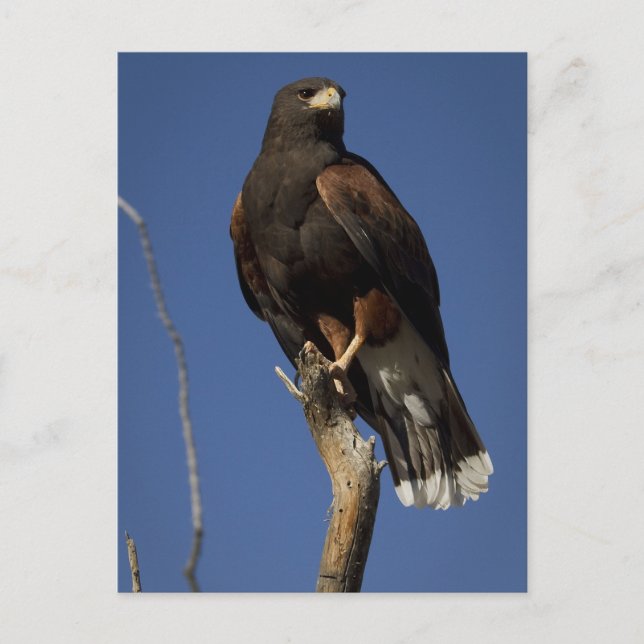 Harris Hawk 1 Postcard (Front)