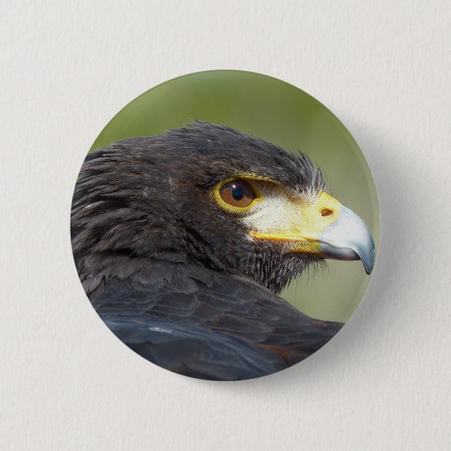 Harris Hawk 6 Cm Round Badge (Front)