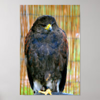 Harris Hawk Bird Of Prey