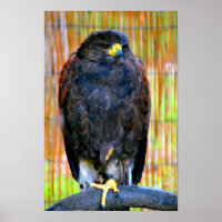 Harris Hawk Bird Of Prey