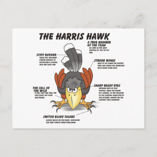 Harris Hawk Cartoon Postcard