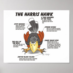 Harris Hawk Cartoon Poster