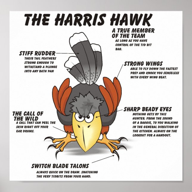 Harris Hawk Cartoon Poster (Front)
