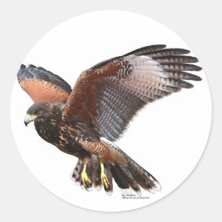 Harris Hawk Classic Round Sticker