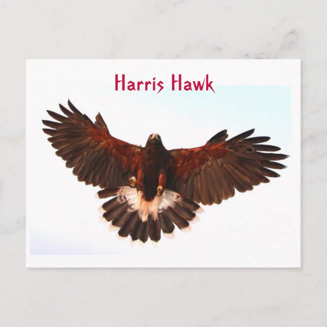 Harris Hawk Flying Postcard (Front)