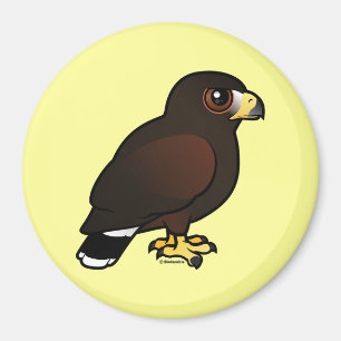 Harris Hawk Magnet