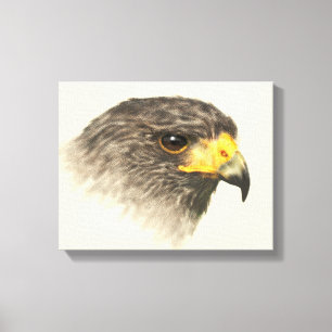 Harris Hawk - Mixed Medium Canvas Print
