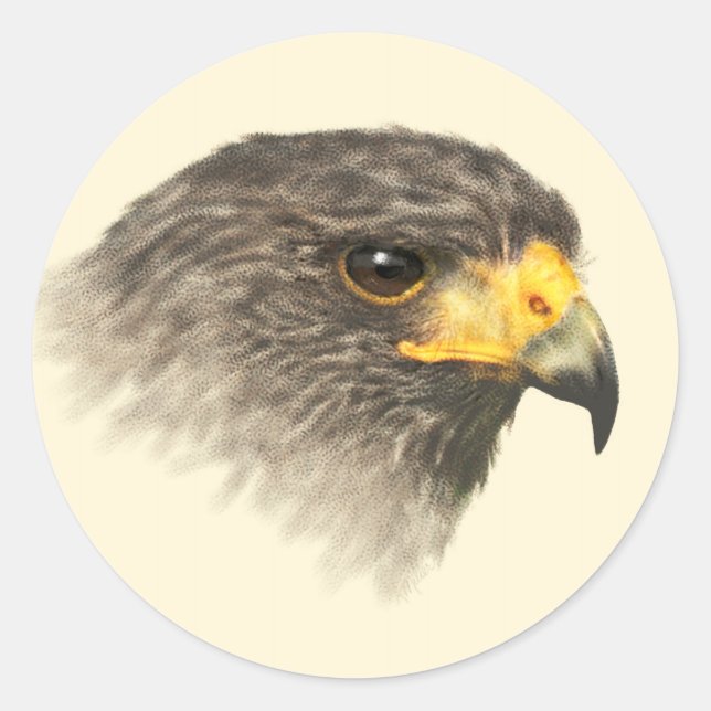 Harris Hawk - Mixed Medium Classic Round Sticker (Front)
