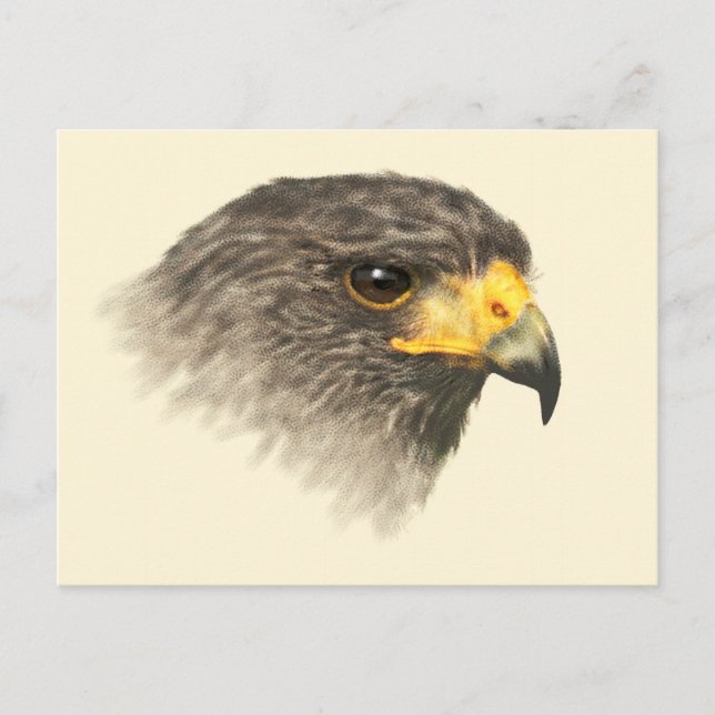 Harris Hawk - Mixed Medium Postcard (Front)