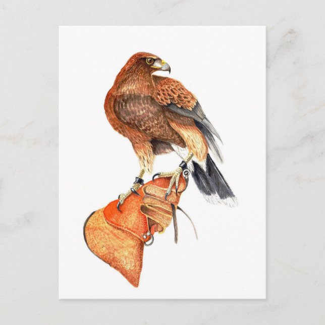 Harris hawk on Glove postcard (Front)