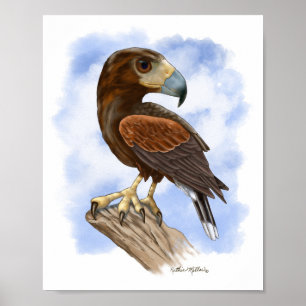 Harris Hawk On The Lookout Cartoon	 Poster