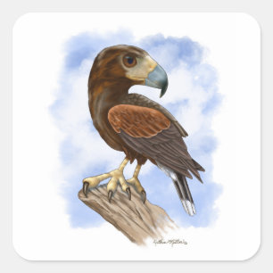 Harris Hawk On The Lookout Cartoon Square Sticker