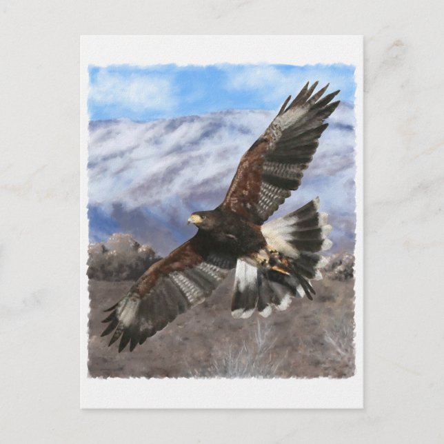 Harris Hawk- pastel Postcard (Front)