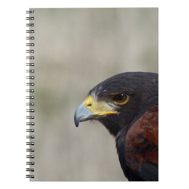 Harris Hawk Portrait Spiral Notebook (Front)