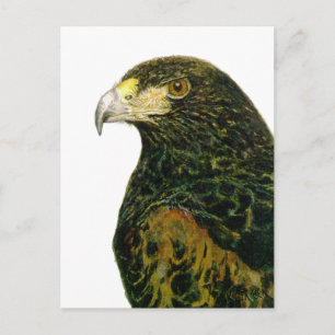 Harris Hawk Postcard