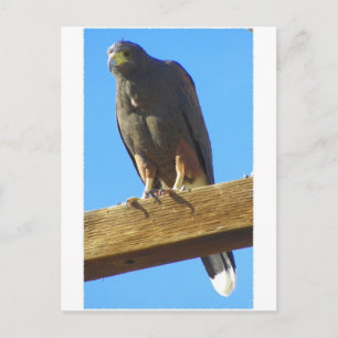 Harris Hawk Postcard