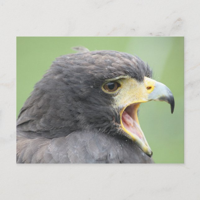 Harris Hawk Postcard (Front)